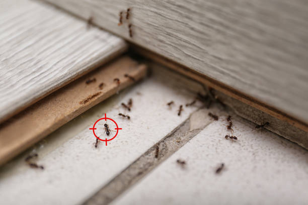 Best Pest Control Treatment  in Jonesboro, GA